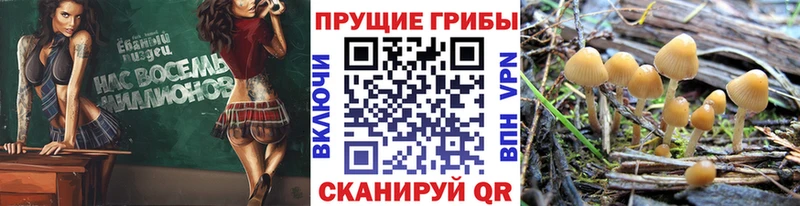kraken tor  купить наркоту  Белореченск  Псилоцибиновые грибы MAGIC MUSHROOMS 